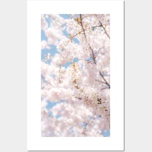 Japanese Cherry Blossom Photo, Atmospheric Sakura Blossom Close-up Posters and Art